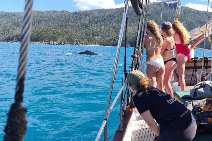 People on a boat watching a whale fin in the ocean near a forested coastline.